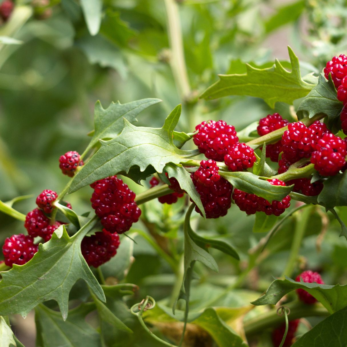 Strawberry Spinach plants growing with green leaves and bright red seed clusters.