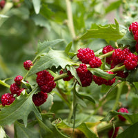 Strawberry Spinach plants growing with green leaves and bright red seed clusters.