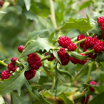 Strawberry Spinach plants growing with green leaves and bright red seed clusters.