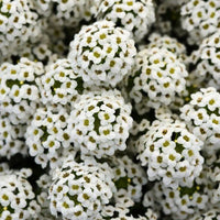 Alyssum Flower seeds for Planting, Bright Blooms Heirloom & GMO Free Seeds for Home Garden