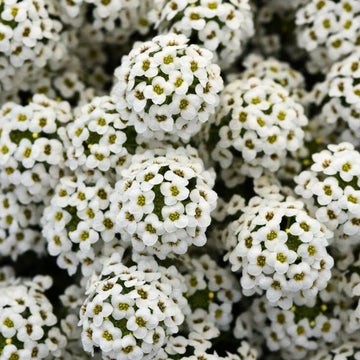 Alyssum Flower seeds for Planting, Bright Blooms Heirloom & GMO Free Seeds for Home Garden
