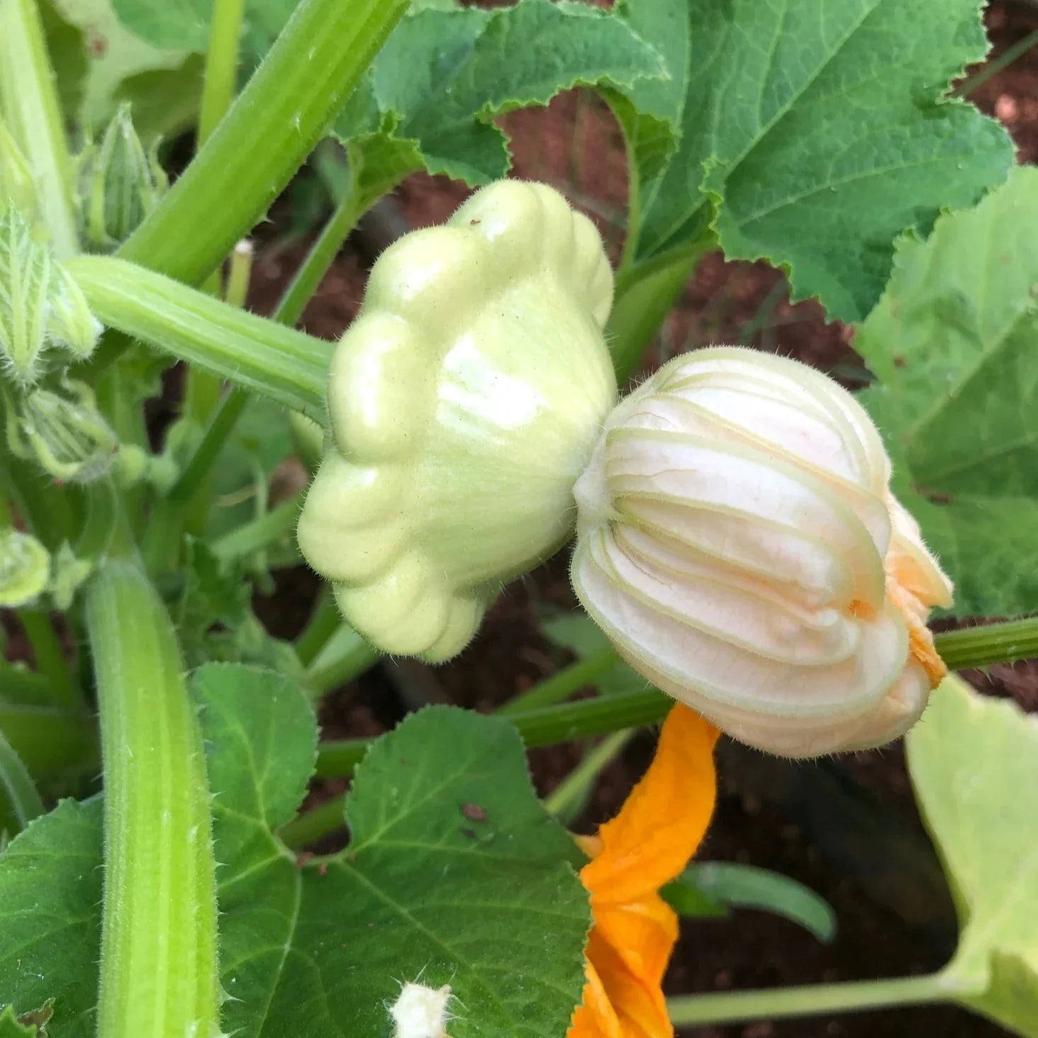 White Bush Scallop Summer Squash Seeds for Planting – Heirloom Non-GMO Vegetable Seeds