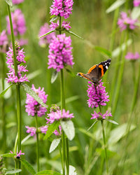 Stachys Flower seeds for Planting Colorful Display Heirloom & GMO Free Seeds for Home Garden 
 
 Sale
