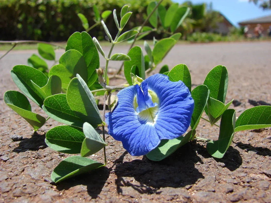 Clitoria Ternatea Blue Butterfly Pea Flowers Growing on a Garden Vine