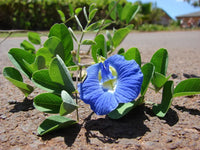 Clitoria Ternatea Blue Butterfly Pea Flowers Growing on a Garden Vine