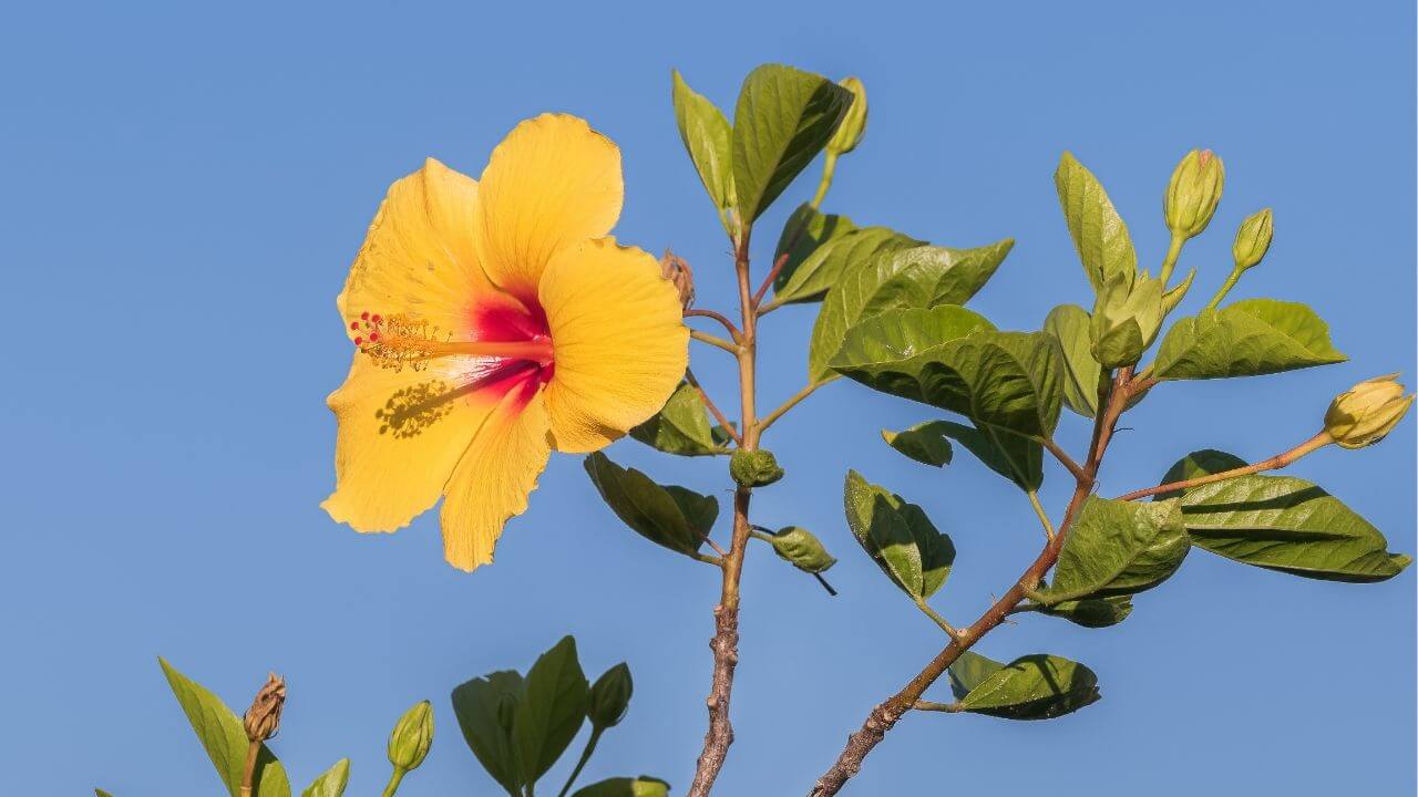 Yellow Blue Hibiscus Flower Seeds Drought Tolerant Heirloom & GMO Free Seeds for Home Garden
 
 Sale