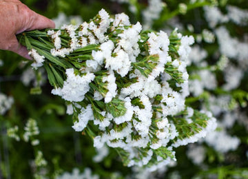 White Semi Statice Flower Seeds for Elegant White Statice Blooms