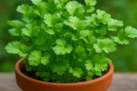 Fresh green coriander foliage growing outdoors.
