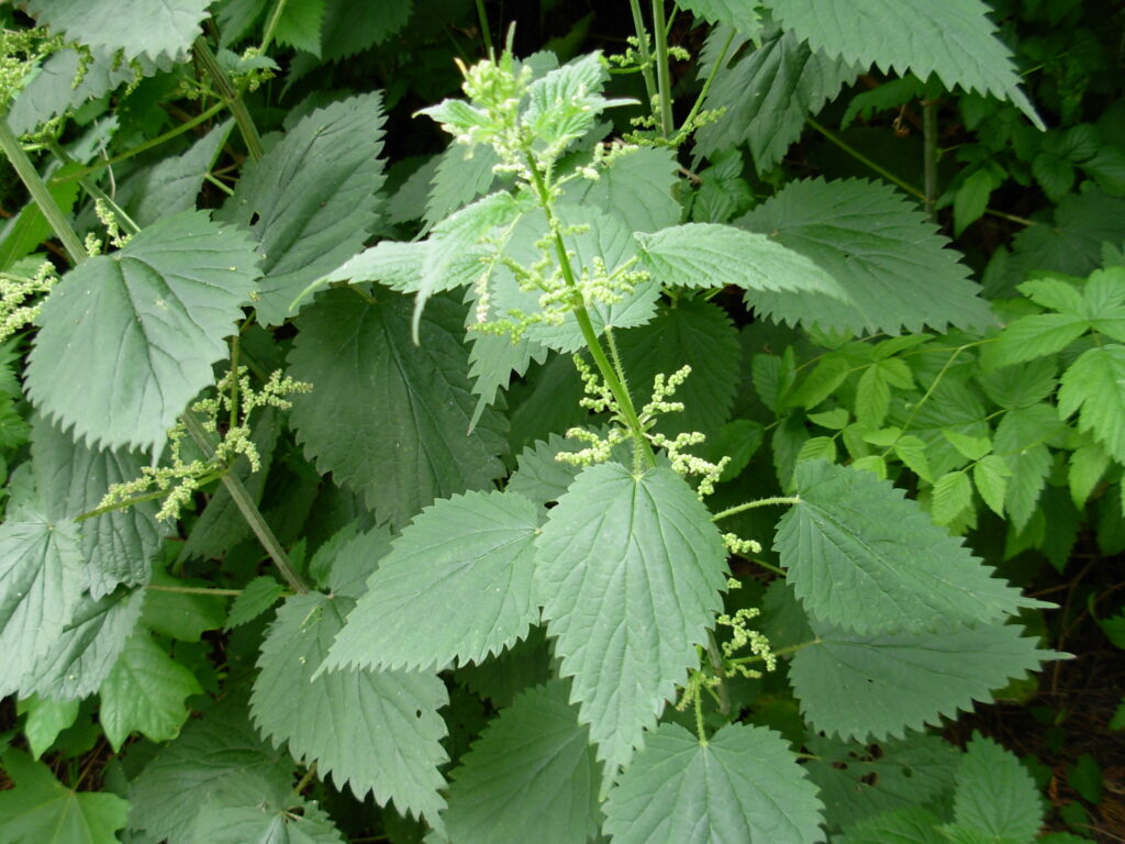 Stinging Nettle plant with green leaves growing in a garden area.