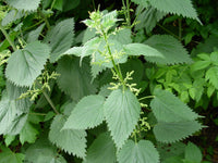 Stinging Nettle plant with green leaves growing in a garden area.