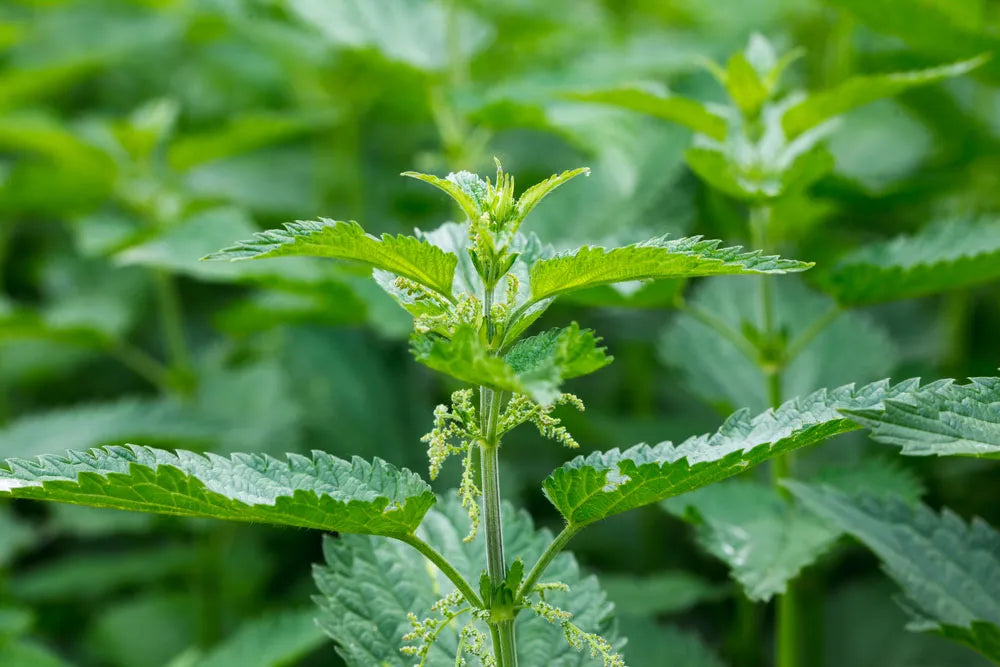 Fresh green Stinging Nettle foliage in an outdoor planting space.