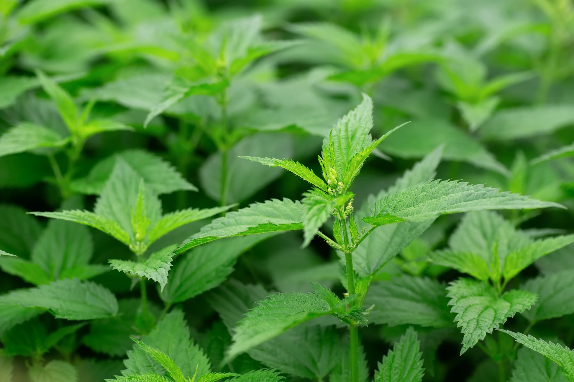Urtica dioica plant with natural green foliage in a garden landscape.