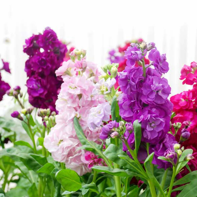 Pink Matthiola Incana Flower seeds for Planting - Long Bloom Season, Heirloom & GMO Free Seeds for Home Garden