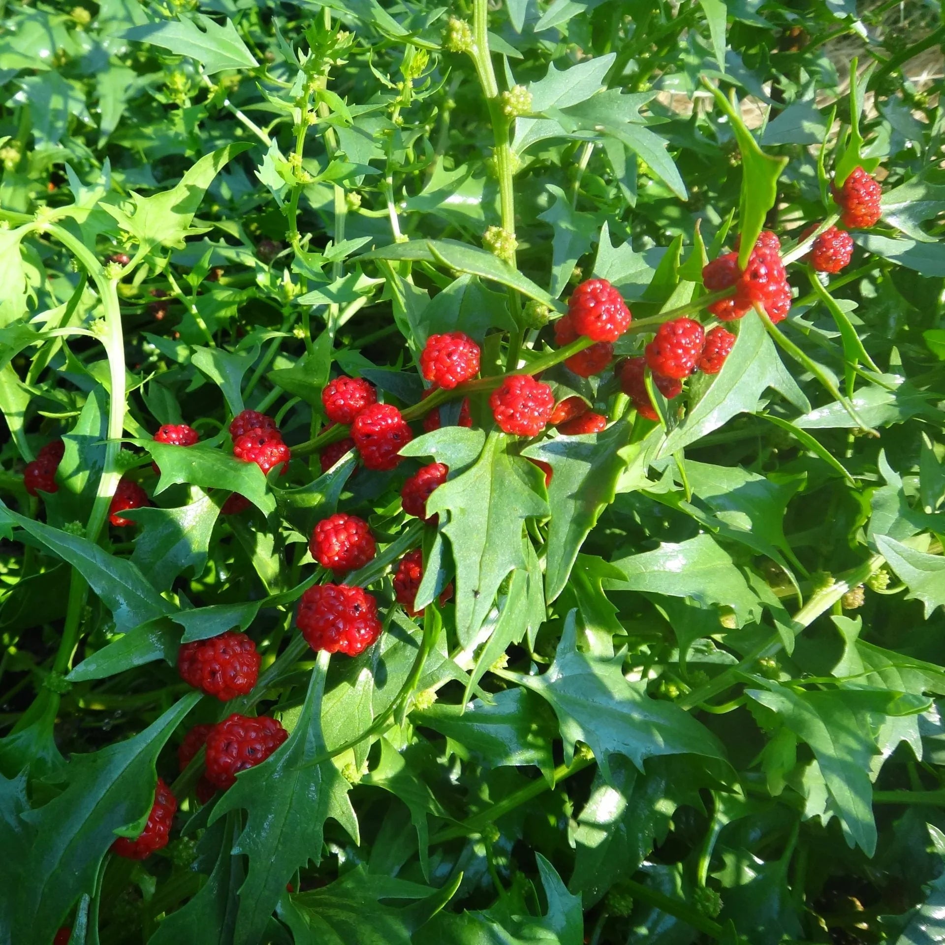 Healthy Strawberry Spinach plants thriving in a home garden bed.