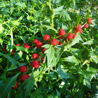 Healthy Strawberry Spinach plants thriving in a home garden bed.