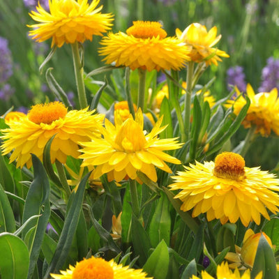 100 Pcs