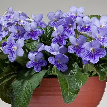 Cape Primrose Seeds for Planting  Vibrant Flower Seeds for Your Garden