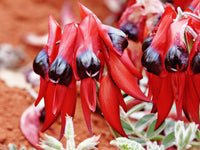 Sturt's Desert Pea Flower seeds for Planting - Perfect for Borders, Heirloom & GMO Free Seeds for Home Garden