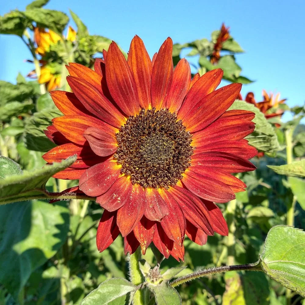 Red Sunflower Seeds for Planting - Moulin Flower Variety