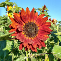 Red Sunflower Seeds for Planting - Moulin Flower Variety