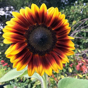 Brown sunflower seeds for planting