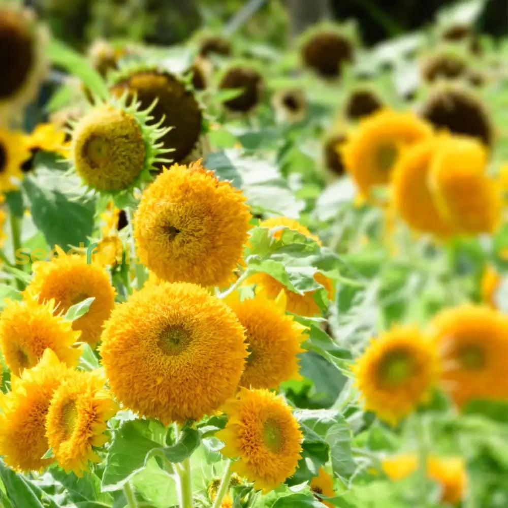 Yellow Teddy sunflower seeds for planting