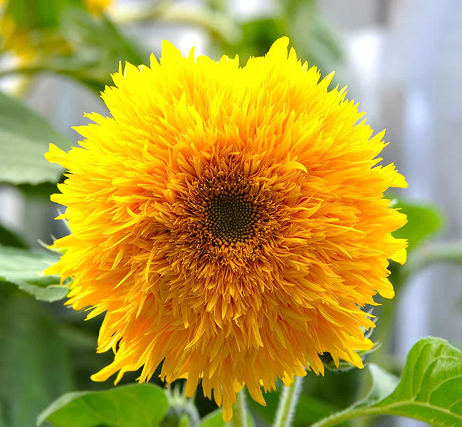 Sunflower Teddy Bear Helianthus annuus Flower Seeds for Planting in Garden