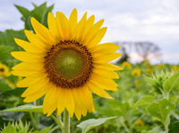 Yellow Sunflower Flower seeds for Planting - Fragrant Blossoms, Heirloom & GMO Free Seeds for Home Garden