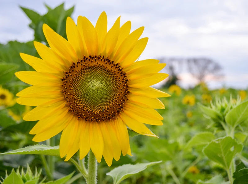 Sunflower Flower seeds for Planting - Bright Blooms, Heirloom & GMO Free Seeds for Home Garden
