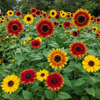 Mixed Blanket Sunflower Seeds for Planting - Vibrant Garden Blooms