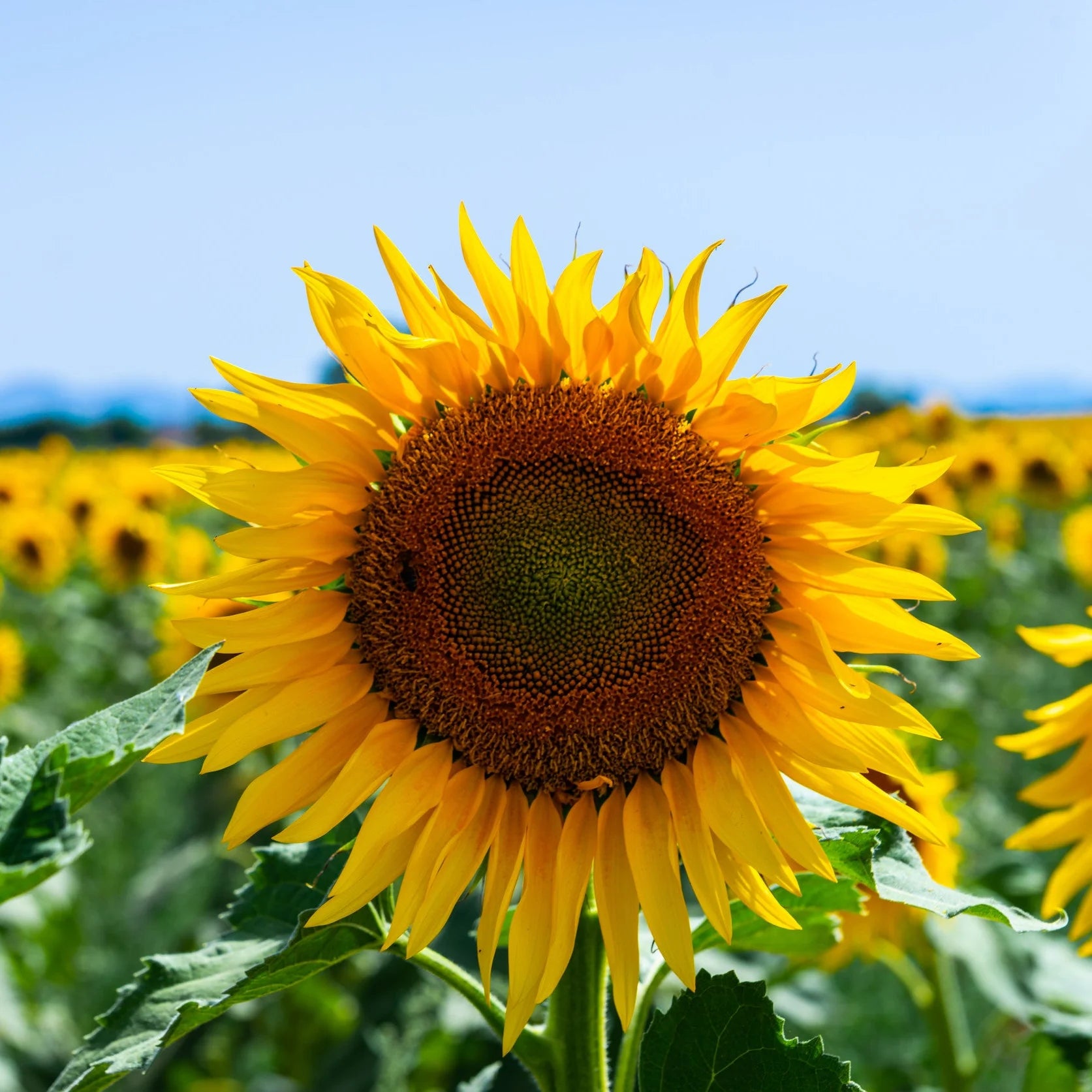 Giant Mongolia Sunflower Seeds – Tall Blooms for Garden Impact