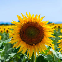 SunFlower seeds for Planting Premium Quality Heirloom & GMO Free Seeds for Home Garden