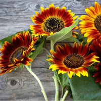 Autumn Beauty sunflower plants displaying mixed yellow, orange, bronze, and red blooms