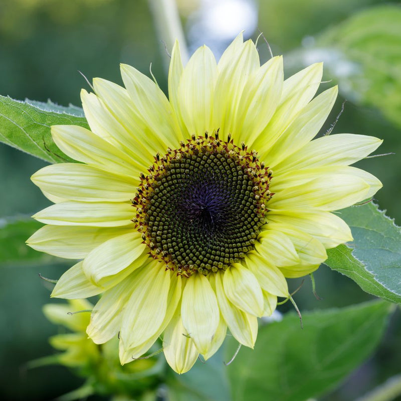 Lemon SunFlower seeds for Planting Easy to Grow Heirloom & GMO Free Seeds for Home Garden
