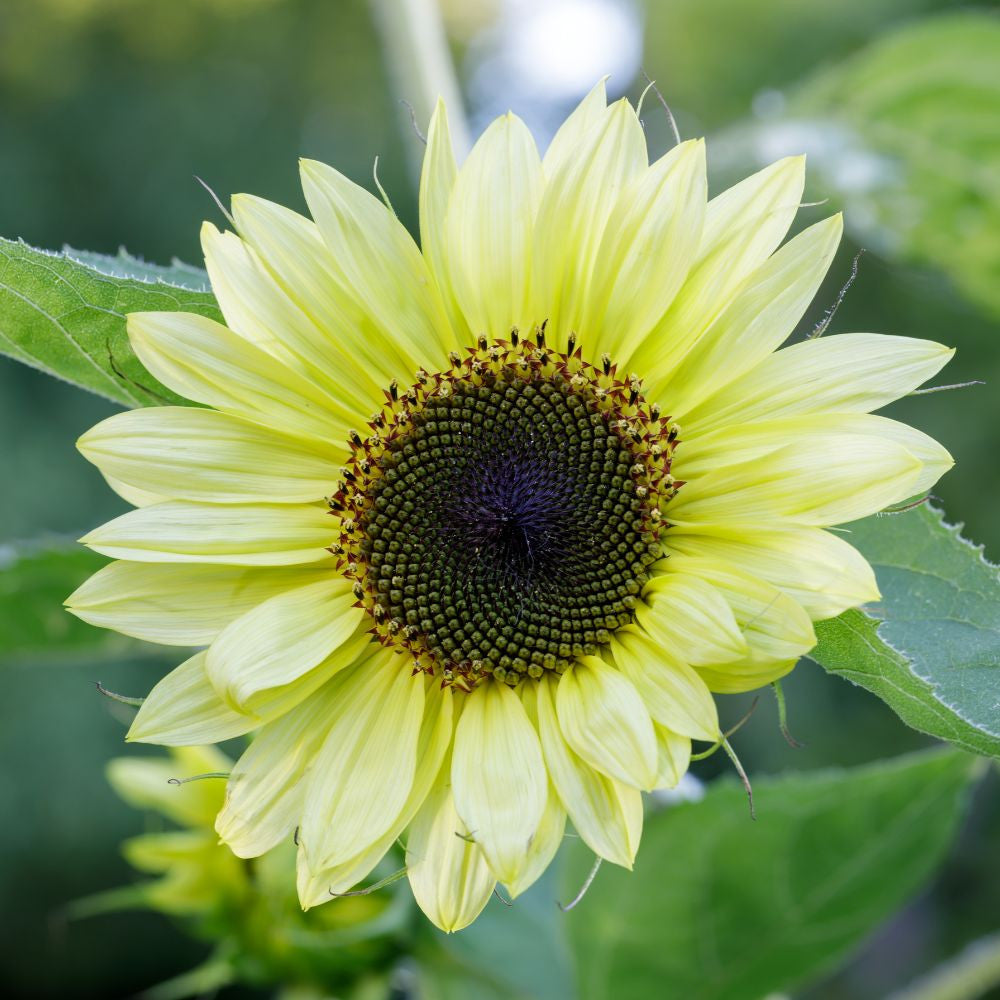 Sunflower Lemon Queen Seeds for Bright Yellow Blooms