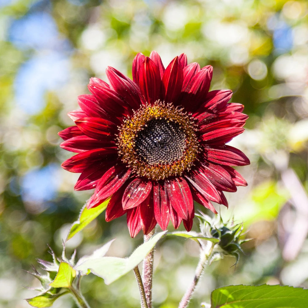 Red SunFlower seeds for Planting - Vibrant Colors, Heirloom & GMO Free Seeds for Home Garden