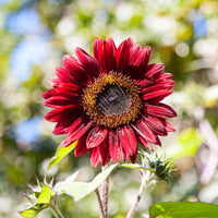 Red SunFlower seeds for Planting - Vibrant Colors, Heirloom & GMO Free Seeds for Home Garden