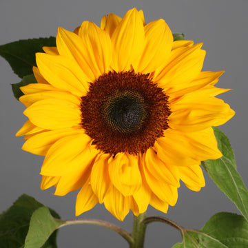 Heirloom SunFlower seeds for Planting Premium Quality Heirloom & GMO Free Seeds for Home Garden
