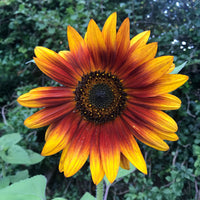 Sunflower Autumn Beauty flower seeds with colorful autumn blooms for garden planting