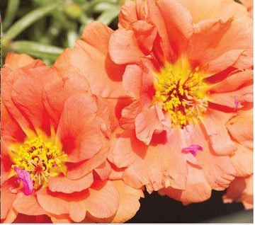 Orange Portulaca Flower seeds for Planting - Bright Blooms, Heirloom & GMO Free Seeds for Home Garden