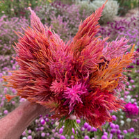 Spun Sugar Celosia Argentea Plumosa flower seeds for colorful garden planting