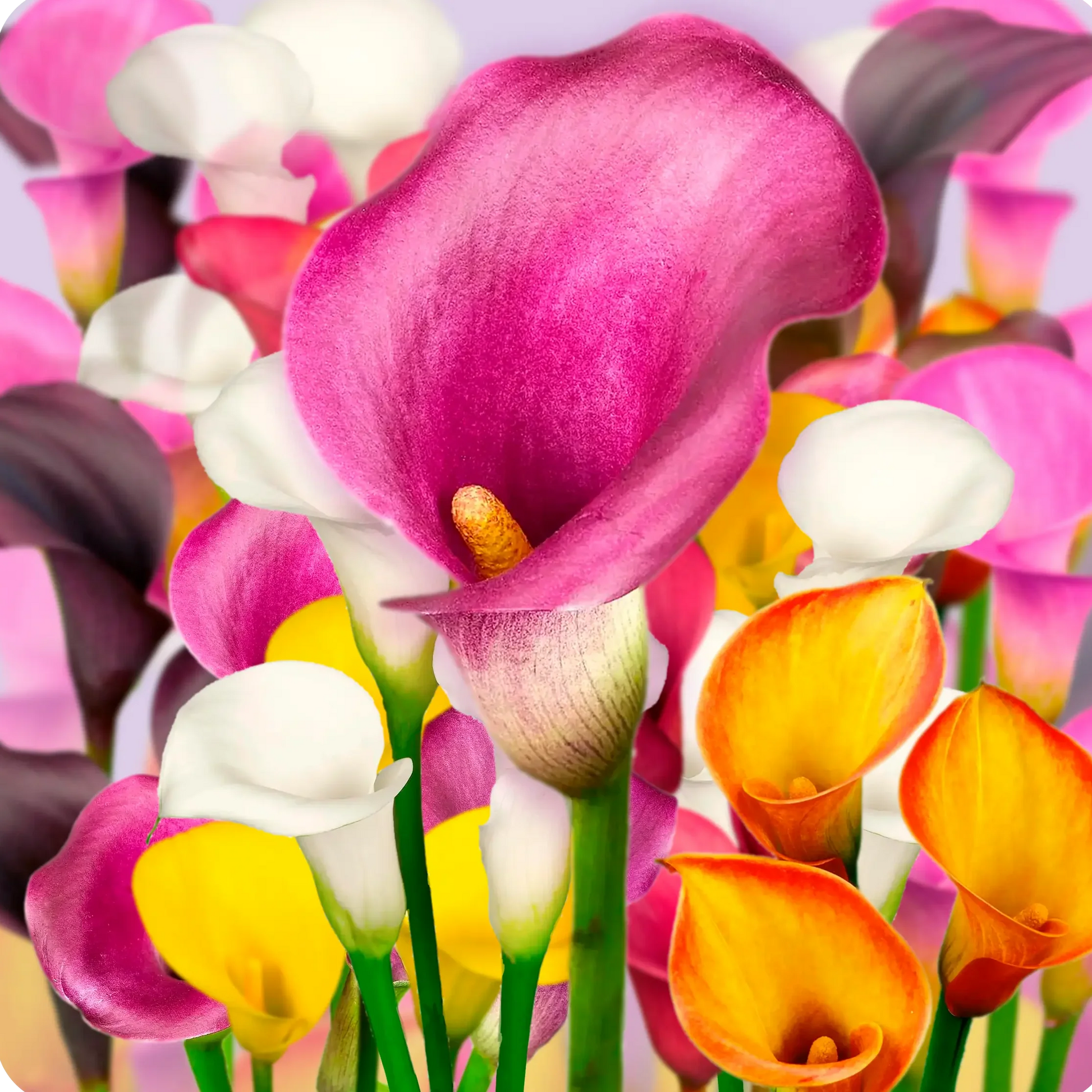 Colorful Calla Lily blooms for summer garden planting