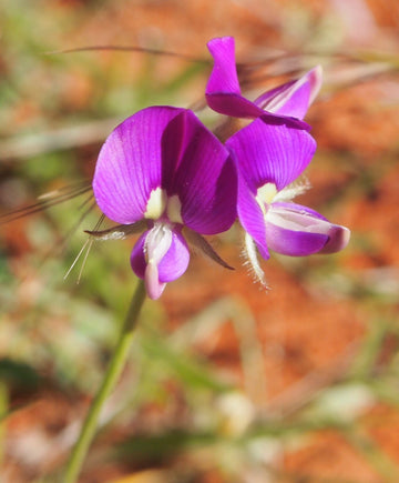 Heirloom Swainsonia Flower seeds for Planting Seasonal Bloomer Heirloom & GMO Free Seeds for Home Garden