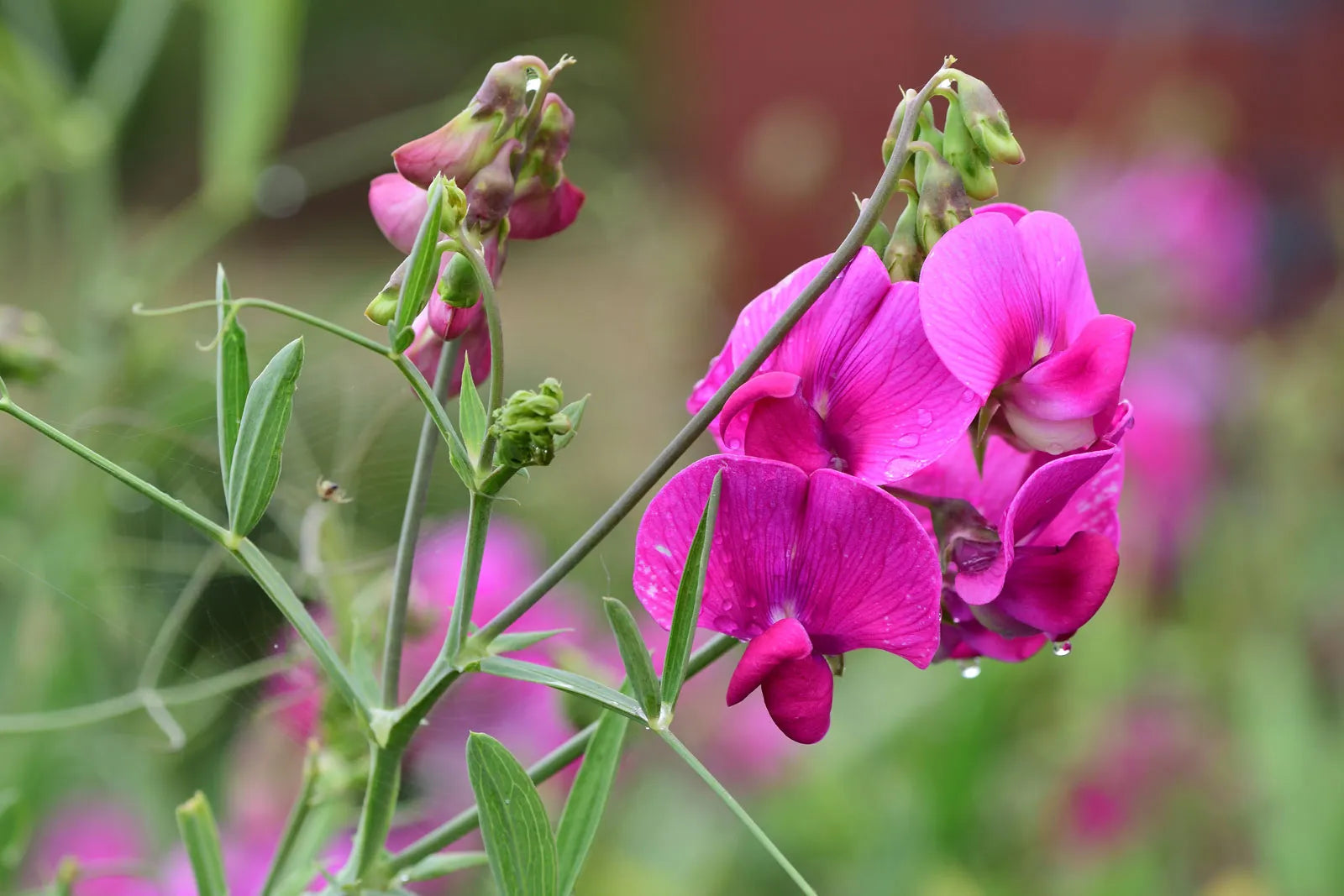 Sweet Peas Flower seeds for Planting - Long Bloom Season, Heirloom & GMO Free Seeds for Home Garden