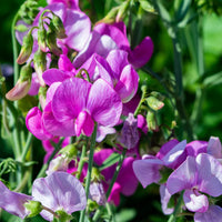 Sweet Peas Flower seeds for Planting Sun Loving Heirloom & GMO Free Seeds for Home Garden