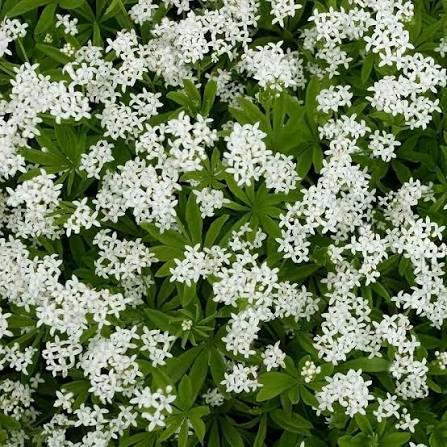 Sweet Woodruff plants with delicate white flowers growing in a shaded garden.
