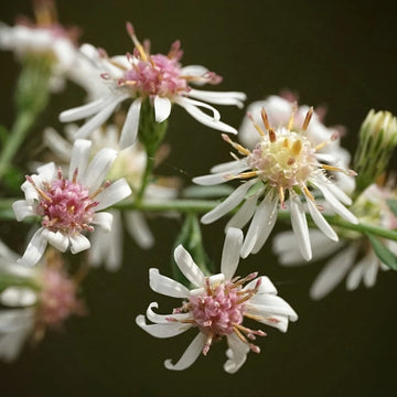 Pink White Lateriflorus Flower Seeds for Beautiful Garden Planting