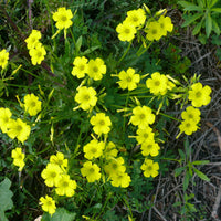 Oxalis Laciniata Oxalis spp Flower Seeds for Planting in Flower Bed