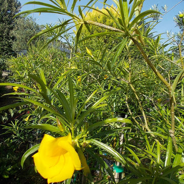Thevetia Flower seeds for Planting Perfect for Borders Heirloom & GMO Free Seeds for Home Garden