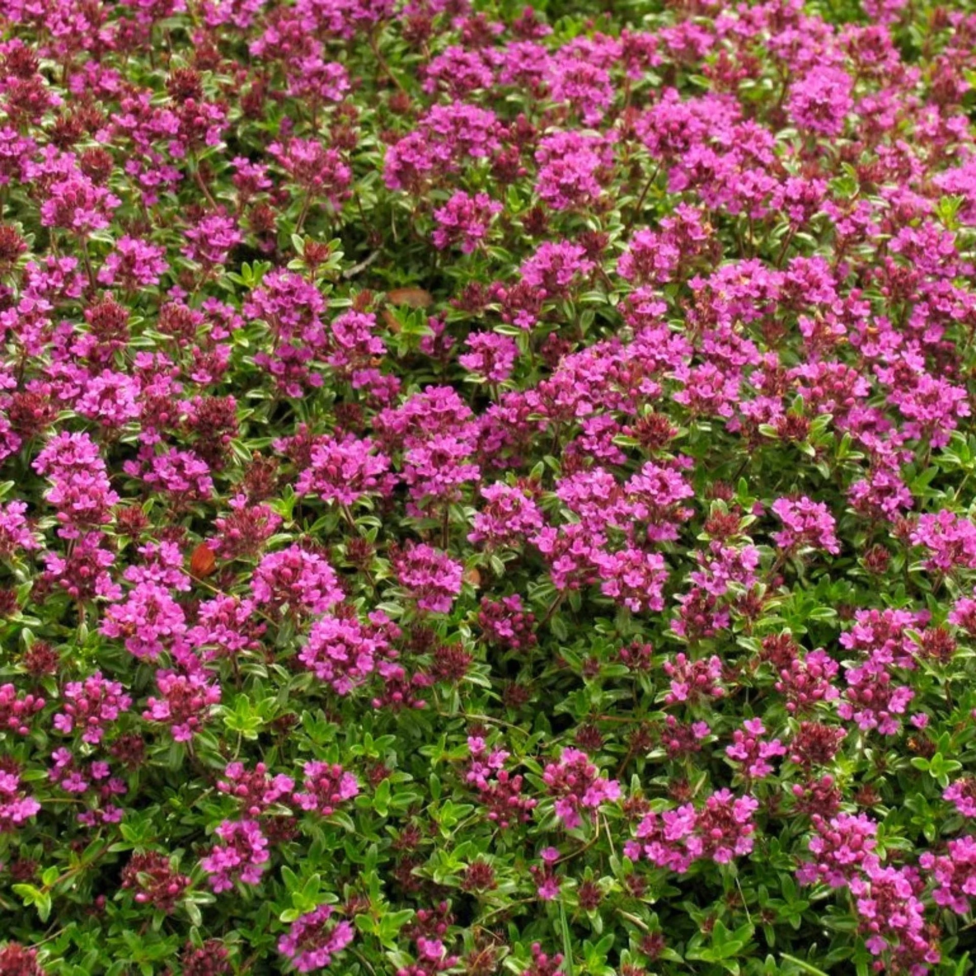 Creeping thyme plants creating a colorful ground cover in sunny garden borders